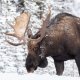 Canadian Winter Ready Essential Door Sweep Guide