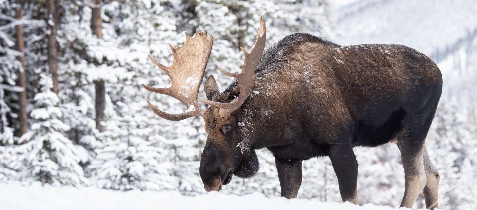 Canadian Winter Ready Essential Door Sweep Guide